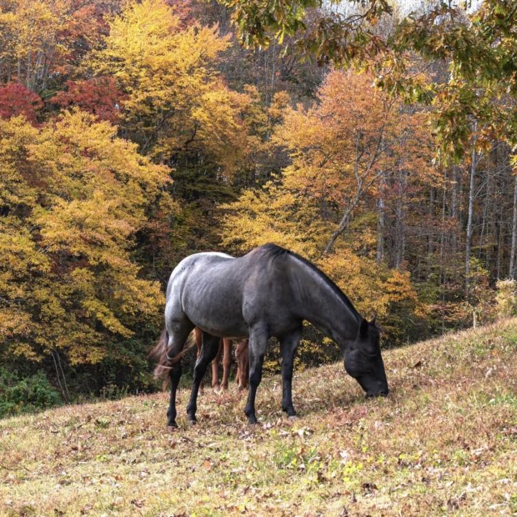  horse in pasture 