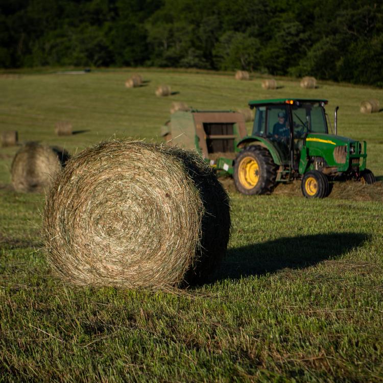  hay production